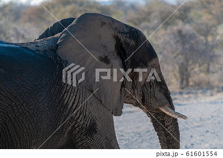 Closeup of an African Elephant Passing By Closeup of an African Elephant Passing By 61601554