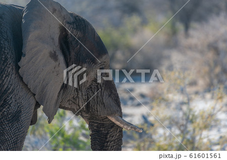 Closeup of an African Elephant Passing By 61601561
