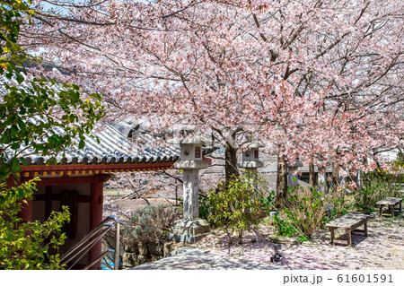 奈良壷阪寺の仁王門と桜 奈良壷阪寺の仁王門と桜 61601591