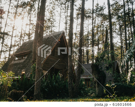 Vacation house in pine forest Vacation house in pine forest 61601666