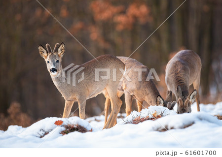Three roe deer bucks feeding and looking in winter nature 61601700