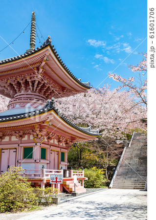 多宝塔と桜 奈良壷阪寺 61601706