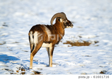 Attentive mouflon ram standing on snow in winter looking aside Attentive mouflon ram standing on snow in winter looking aside 61601716