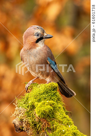 Vertical composition of Eurasian jay sitting on moss covered trunk in forest Vertical composition of Eurasian jay sitting on moss covered trunk in forest 61601738