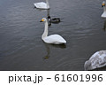 白鳥 61601996