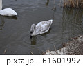 白鳥 61601997