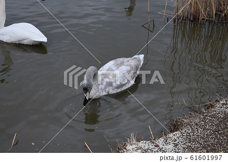白鳥 61601997