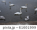 白鳥 61601999