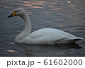 白鳥 61602000