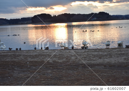 野鳥と夕日 61602007