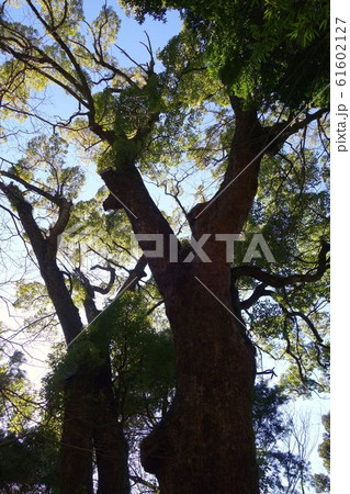 大樹 来宮神社 楠 大樹 来宮神社 楠 61602127