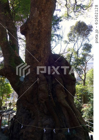 大樹 来宮神社 楠 大樹 来宮神社 楠 61602128