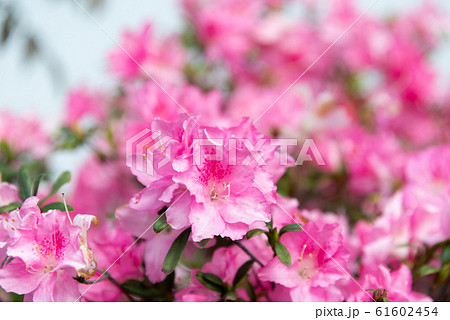 植物 工場 プランツ 61602454