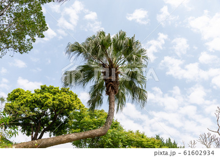 庭 庭園 ガーデン 61602934