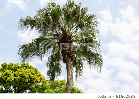 庭 庭園 ガーデン 61602938