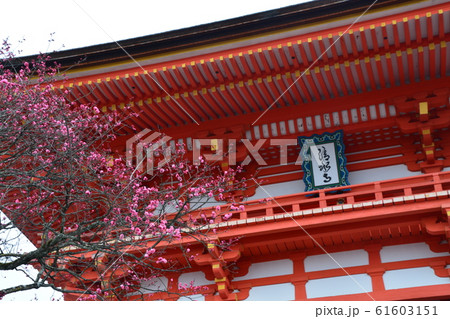 下鴨神社の梅の木の写真素材