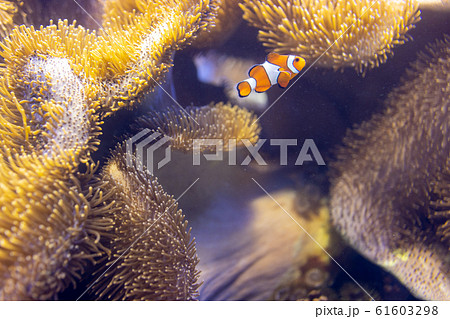 イソギンチャクと共棲するカクレクマノミ 61603298