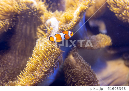 イソギンチャクと共棲するカクレクマノミ 61603348