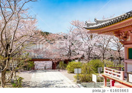 桜満開の奈良壷阪寺 仁王門と多宝塔 桜満開の奈良壷阪寺 仁王門と多宝塔 61603663