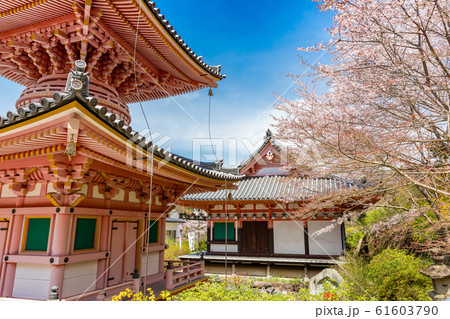 多宝塔と桜 奈良壷阪寺 多宝塔と桜 奈良壷阪寺 61603790
