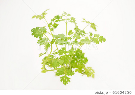 チャービル 61604250