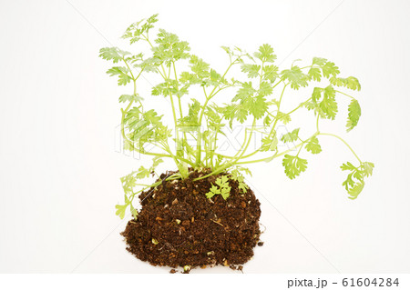 チャービル 61604284