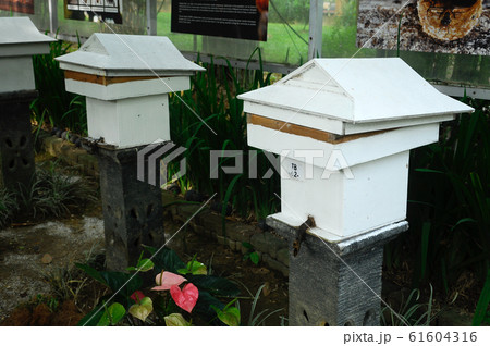 Man made home or nest for sting less bee or local tongue call kelulut Man made home or nest for sting less bee or local tongue call kelulut 61604316