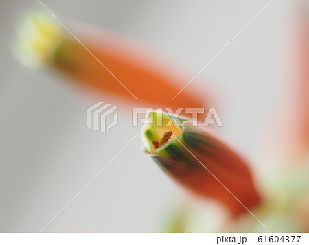 可憐なアロエの花 61604377