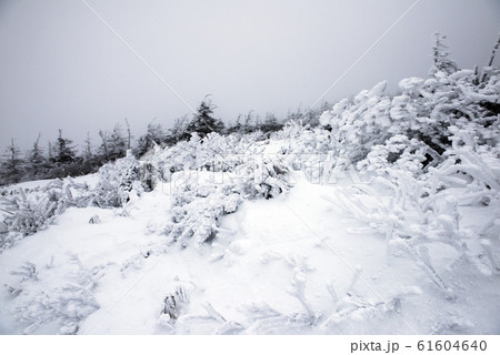 蔵王にて 吹雪の中、地蔵山頂駅外で樹氷になりかけの霧氷が広がる景色 蔵王にて 吹雪の中、地蔵山頂駅外で樹氷になりかけの霧氷が広がる景色 61604640