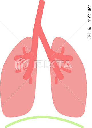 シンプルな肺と横隔膜のイラスト 内臓 消化器のイラスト素材
