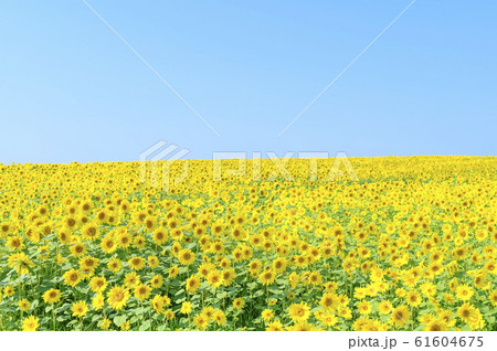 一面のひまわり畑と青空 61604675