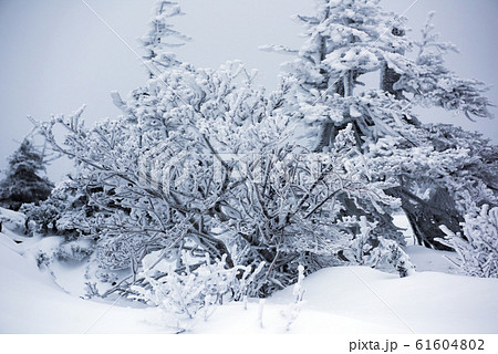 蔵王にて　吹雪の中、地蔵山頂駅外で樹氷になりかけの霧氷が広がる景色 61604802