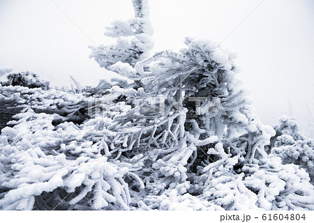 蔵王にて 吹雪の中、地蔵山頂駅外で樹氷になりかけの霧氷が広がる景色 蔵王にて 吹雪の中、地蔵山頂駅外で樹氷になりかけの霧氷が広がる景色 61604804