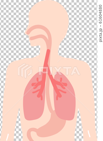 人体 食道 肺 胃のイラスト 内臓 呼吸器 消化器のイラスト素材