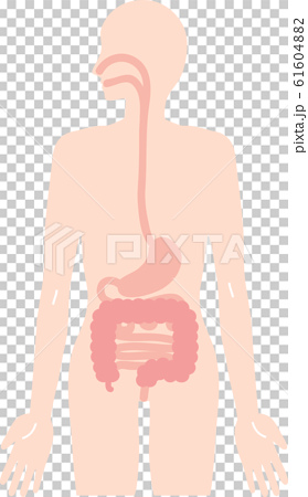 人体 食道 胃 腸のイラスト 内臓 消化器のイラスト素材