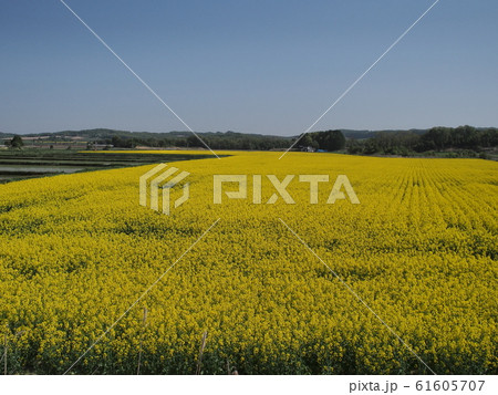 北海道安平町の菜の花畑 61605707