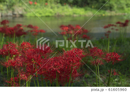 川辺に咲く彼岸花 61605960
