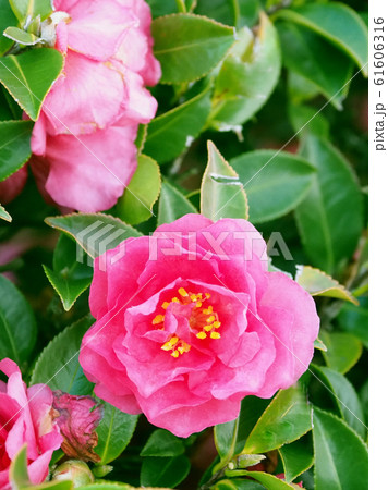 美しいサザンカ(山茶花)(自然質感) 美しいサザンカ(山茶花)(自然質感) 61606316