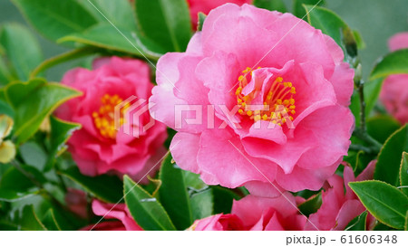 美しいサザンカ(山茶花)(自然質感) 美しいサザンカ(山茶花)(自然質感) 61606348