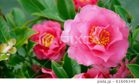 美しいサザンカ(山茶花)(自然質感) 美しいサザンカ(山茶花)(自然質感) 61606349