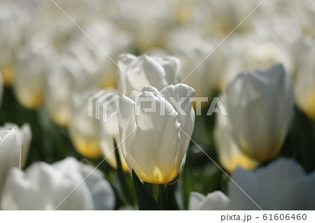 白い チューリップ 白い チューリップ 61606460