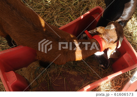 Goats in the barn. This goat from a good breeder and bred for sale. Goats in the barn. This goat from a good breeder and bred for sale. 61606573