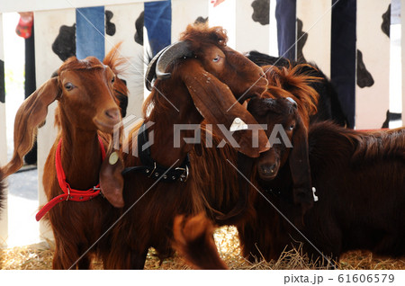 Goats in the barn. This goat from a good breeder and bred for sale. 61606579