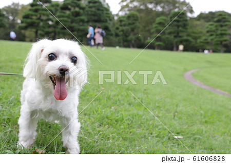 公園 白い犬 公園 白い犬 61606828