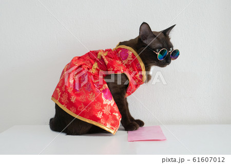 cat in red Cheongsam dress wears glasses for Chinese New Year or holiday greeting with red envelope cat in red Cheongsam dress wears glasses for Chinese New Year or holiday greeting with red envelope 61607012