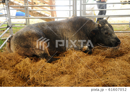 Cow in the barn. This cow from a good breeder and bred for sale. 61607052