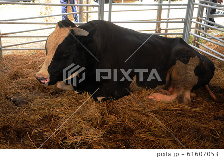 Cow in the barn. This cow from a good breeder and bred for sale. Cow in the barn. This cow from a good breeder and bred for sale. 61607053