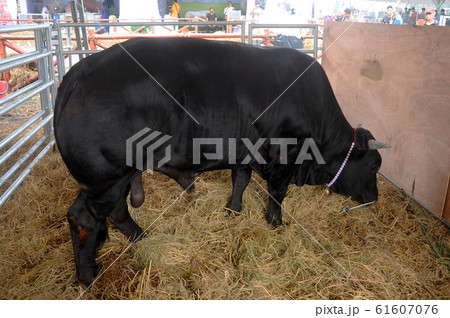 Cow in the barn. This cow from a good breeder and bred for sale. 61607076