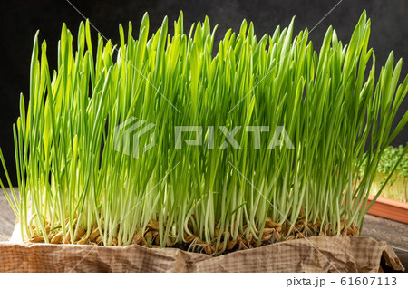 Freshly grown barley grass blades on a table 61607113