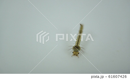 mosquitoes larvae in dirty water and young is born 61607426